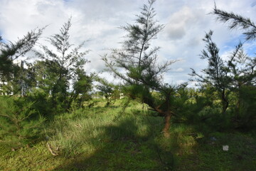 Tall pine trees under a bright blue sky with scattered clouds in a lush green landscape.