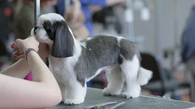 A professional groomer with scissors evens the lines of the head of a dog of the Shitsu breed