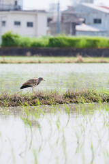 Grey-headed Lapwing searching for food in a rice field in early summer