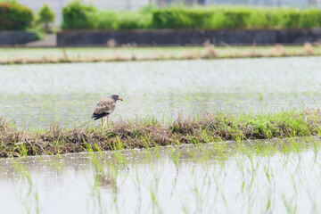 Grey-headed Lapwing searching for food in a rice field in early summer