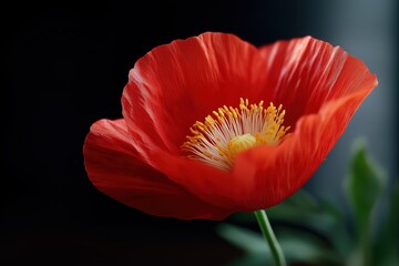 Vibrant red poppy blooming against dark background