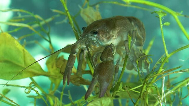 European crayfish Gambero di fiume europeo (Austropotamobius pallipes)	