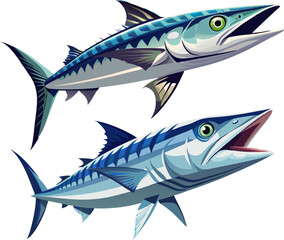 barracuda fish isolated on white. A barracuda with a fierce expression and silver skin, isolated on white background