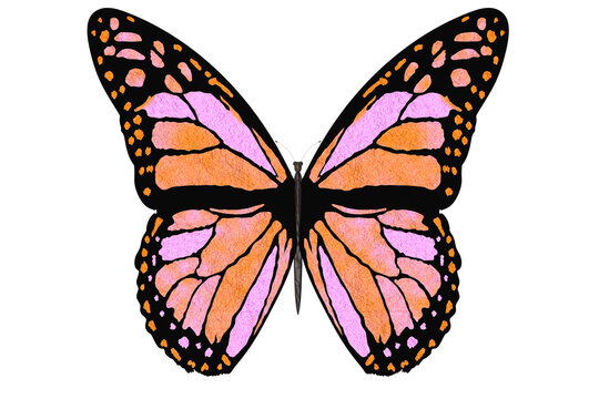 PNG. Trasparente. Farfalla colorata vola con le ali aperte su sfondo bianco..