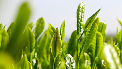 Fresh young tea leaves, symbolizing organic farming, natural ingredients, and sustainable production
