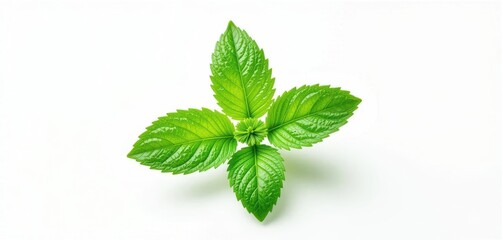  Culinary Peppermint Vector Art Fresh Green Serrated Leaf, White Background, Detailed Veins, Recipe Ingredient Illustration