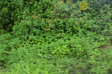 Fototapeta premium Dense green plants thrive in a wetland area.