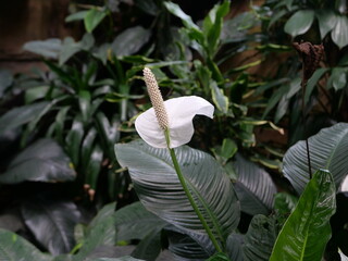weiße Calla, Drachenwurz, Calla palustris, Sumpfpflanze, Kolben, Blüte, weiß, flora, 