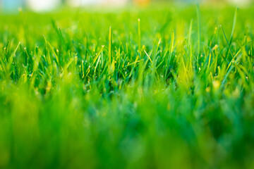 Close up of fresh thick grass