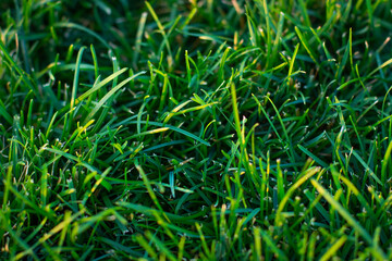 Close up of fresh thick grass