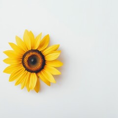 Obraz premium Vibrant Yellow Sunflower with Brown Center on White Background