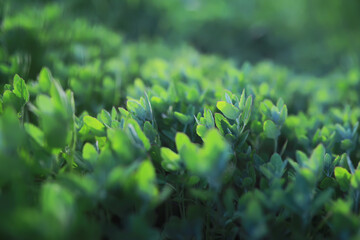 Close-Up of Fresh Green Foliage Bathed in Natural Sunlight in a Vibrant Garden Setting