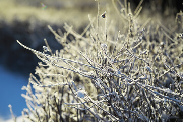 Frosty Winter Morning Landscape with Icy Bushes in Bright Sunlight