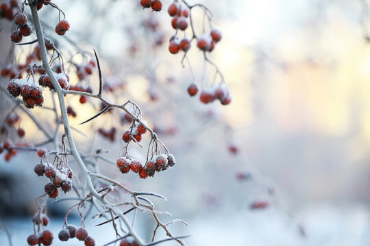 Frost-Covered Red Berries on Winter Branches Capturing Nature's Chill