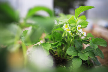 Fresh Strawberry Plant Blossoms and Leaves in a Garden on a Sunny Day