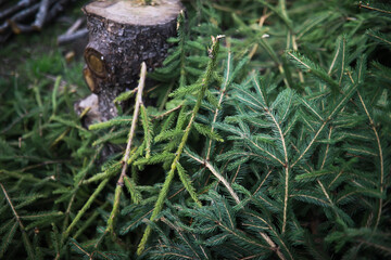 Freshly Cut Pine Tree Branches with Stump in Forest - Natural Woodland Scene