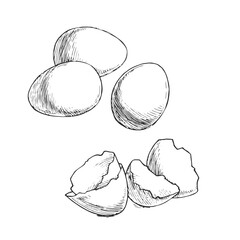 Vector hand-drawn illustration of eggs and shells. Black and white sketch of an ingredient for cooking.