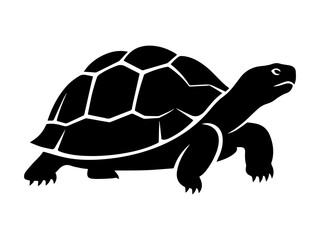 Tortoise isolated on white