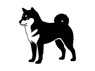 black and white Shiba inu dog
