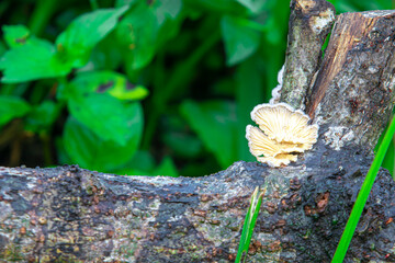 Eucalyptus wood fungus (Ganoderma applanatum) thriving in humid areas. Known for medicinal...