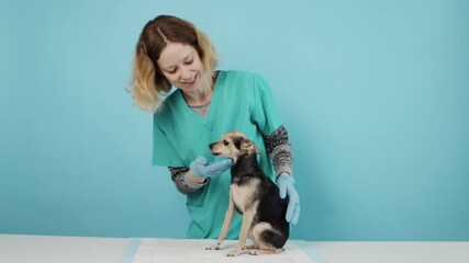 pet receiving medical checkup, veterinary doctor showing kindness, professional clinic supporting pet health