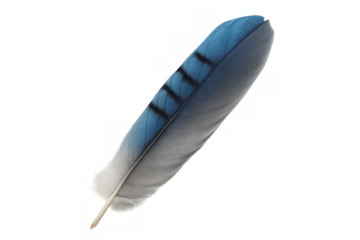 Blue jay feather displaying delicate texture and vibrant coloration, highlighting natural avian beauty against pristine white backdrop