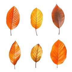 Fototapeta premium different orange and yellow colorful leaves in autumn, display of autumn leaves in bright orange and yellow hues, isolated on transparent background