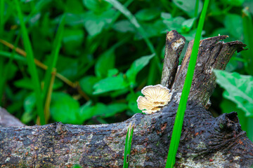 Eucalyptus wood fungus (Ganoderma applanatum) thriving in humid areas. Known for medicinal...