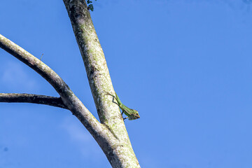 Chameleon (Chamaeleonidae), known as 