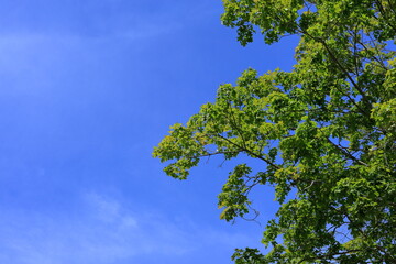 Maple tree leaf against a blue sky. Summer day in Sweden.