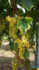bunch of grapes