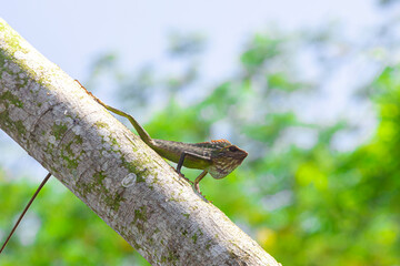 Chameleon (Chamaeleonidae), known as 