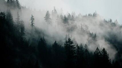 A dense forest of tall conifer trees is enveloped in a mysterious mist, creating an ethereal and tranquil atmosphere. - Powered by Adobe