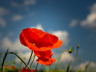Mohnblumen im Sonnenschein auf blauem Himmel