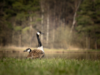 Kanadagänse am Seeufer in natürlicher Umgebung im Frühling