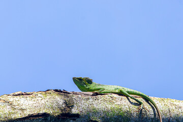 Chameleon (Chamaeleonidae), known as 