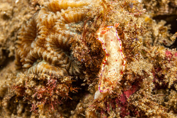 Mozambique, Maputo, Ponta do Ouro, Nudibranch, Sea slug