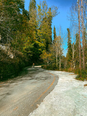 Stunning View of Pine Trees  On Curvy road in Nathia Gali, Murree Pakistan.