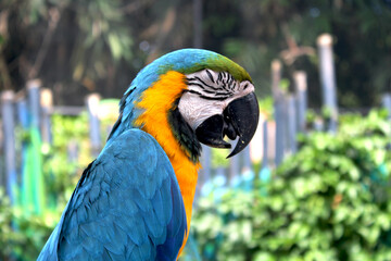 Close-up of a blue and gold macaw parrot