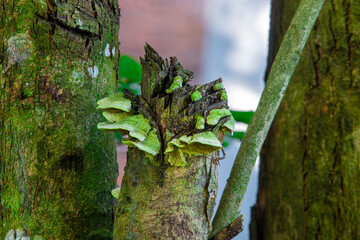 Eucalyptus wood fungus (Ganoderma applanatum) thriving in humid areas. Known for medicinal...
