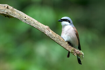 Neuntöter Männchen