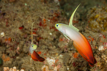 Mozambique, Maputo, Ponta do Ouro, Fire Goby (Nemateleotris magnifica)