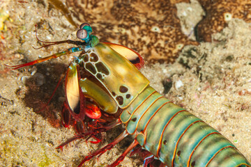 Mozambique, Maputo, Ponta do Ouro, Peacock Mantis Shrimp (Odontodactylus scyllarus)