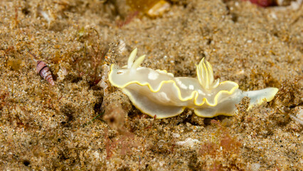 Mozambique, Maputo, Ponta do Ouro, Nudibranch, Sea slug