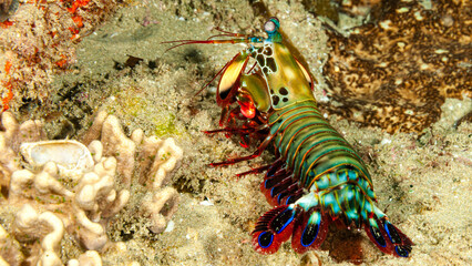 Mozambique, Maputo, Ponta do Ouro, Peacock Mantis Shrimp (Odontodactylus scyllarus)