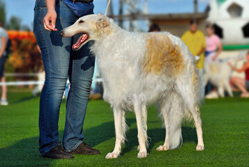 Beautiful white russian hunting sighthound