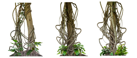 Forest tree trunks with climbing vines twisted liana plant and green leaves  isolated on white background, clipping path included.