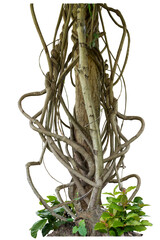 Forest tree trunks with climbing vines twisted liana plant and green leaves  isolated on white background, clipping path included.