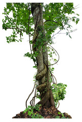Forest tree trunks with climbing vines twisted liana plant and green leaves  isolated on white background, clipping path included.