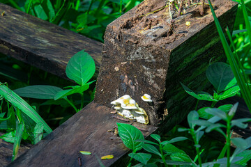 Eucalyptus wood fungus (Ganoderma applanatum) thriving in humid areas. Known for medicinal...